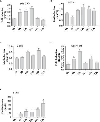 Grass Carp (Ctenopharyngodon idella) KAT8 Inhibits IFN 1 Response Through Acetylating IRF3/IRF7